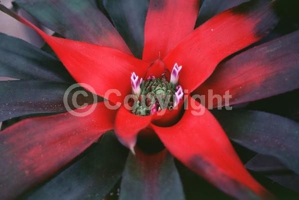 Purple blooms; Evergreen; Broadleaf