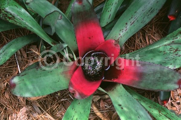 Purple blooms; Evergreen; Broadleaf