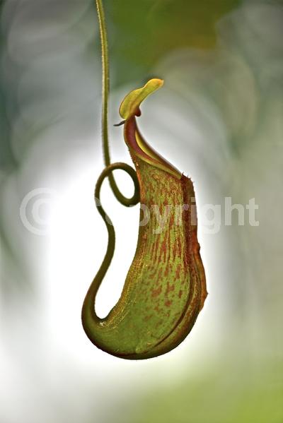 Green blooms; Evergreen; Needles or needle-like leaf