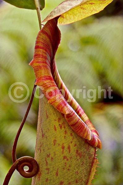 Green blooms; Evergreen; Needles or needle-like leaf