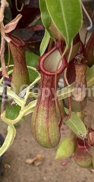 Green blooms; Evergreen; Needles or needle-like leaf