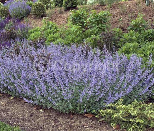 Lavender blooms; Deciduous; Broadleaf