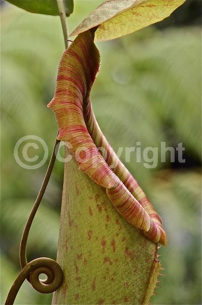 Green blooms; Evergreen; Needles or needle-like leaf