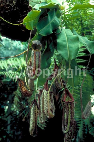 Green blooms; Evergreen; Needles or needle-like leaf