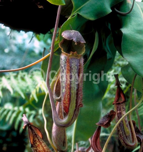 Green blooms; Evergreen; Needles or needle-like leaf