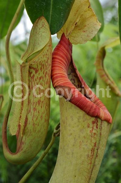 Green blooms; Evergreen; Needles or needle-like leaf