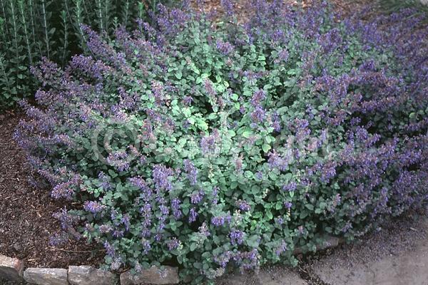 Blue blooms; Deciduous; 