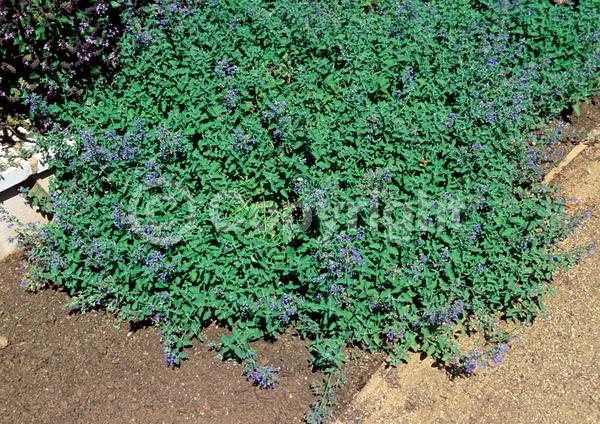 Blue blooms; Lavender blooms; Deciduous; Broadleaf