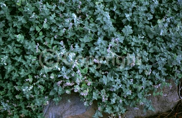 White blooms; Deciduous