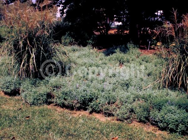 Purple blooms; Deciduous; Broadleaf