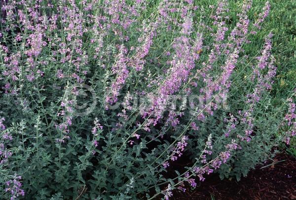 Purple blooms; Deciduous; Broadleaf