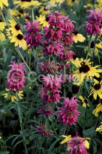 Purple blooms; Deciduous; Broadleaf