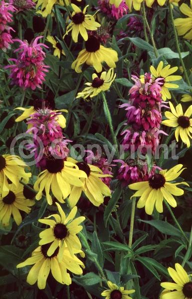 Purple blooms; Deciduous; Broadleaf