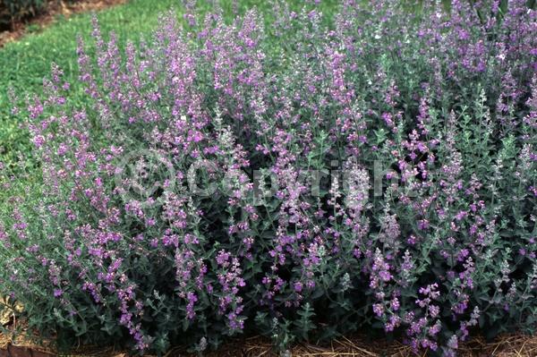 Purple blooms; Deciduous; Broadleaf