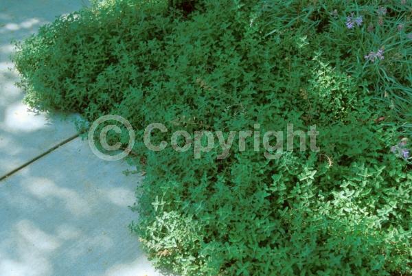 Purple blooms; Deciduous; Broadleaf
