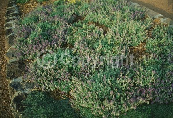 Purple blooms; Deciduous; Broadleaf