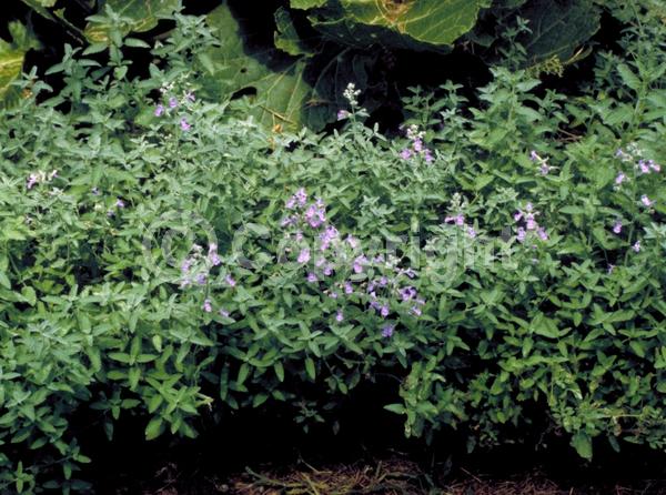 Purple blooms; Deciduous; Broadleaf
