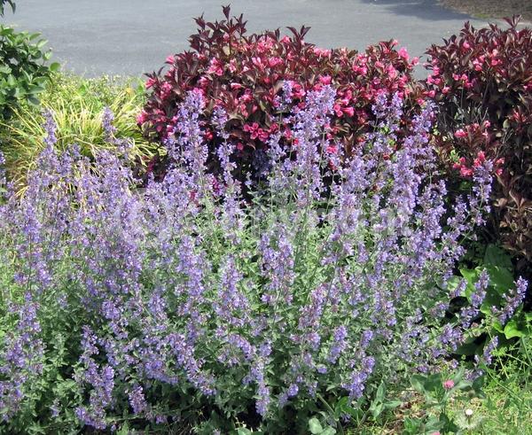 Lavender blooms; Deciduous; Broadleaf
