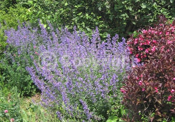 Lavender blooms; Deciduous; Broadleaf