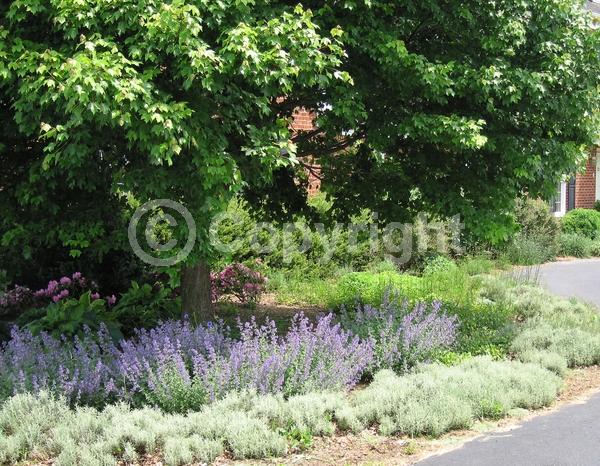 Lavender blooms; Deciduous; Broadleaf