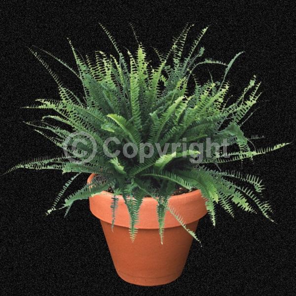 Evergreen; Semi-evergreen; Deciduous