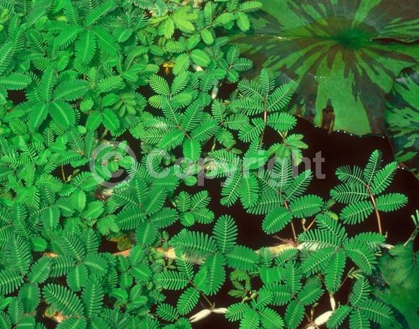 Green blooms; Deciduous; North American Native