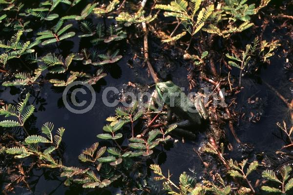 Green blooms; Deciduous; North American Native