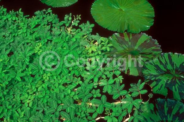 Green blooms; Deciduous; North American Native
