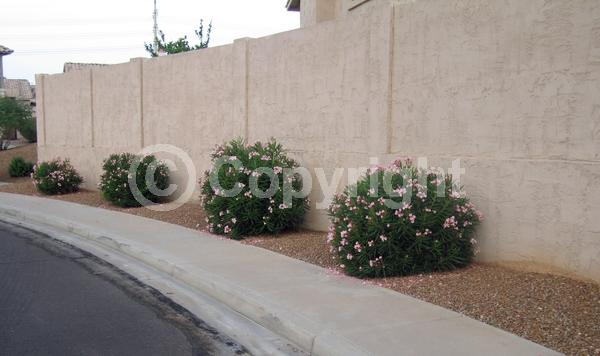 Pink blooms; Evergreen; Needles or needle-like leaf