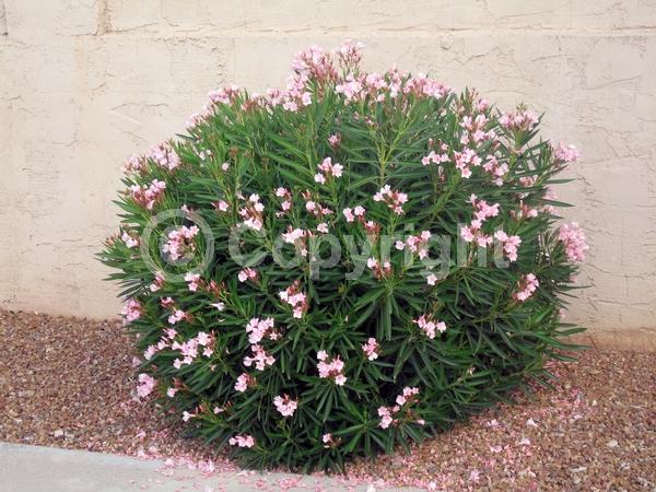 Pink blooms; Evergreen; Needles or needle-like leaf