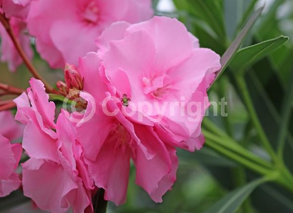 Pink blooms; Evergreen