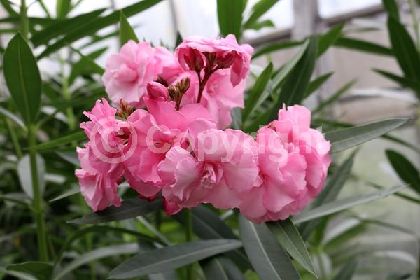 Pink blooms; Evergreen