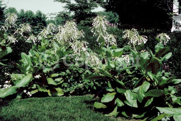 White blooms; Evergreen; Needles or needle-like leaf