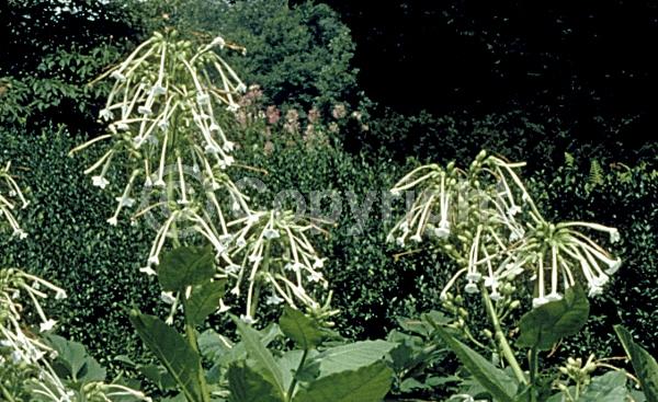 White blooms; Evergreen; Needles or needle-like leaf