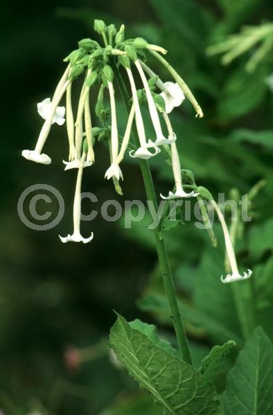 White blooms; Evergreen; Needles or needle-like leaf