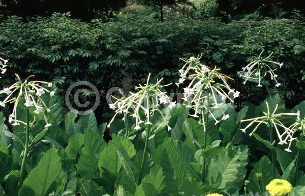 White blooms; Evergreen; Needles or needle-like leaf