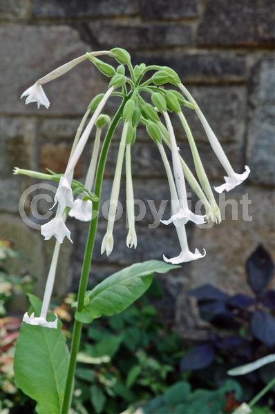 White blooms; Evergreen; Needles or needle-like leaf