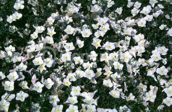 White blooms; North American Native