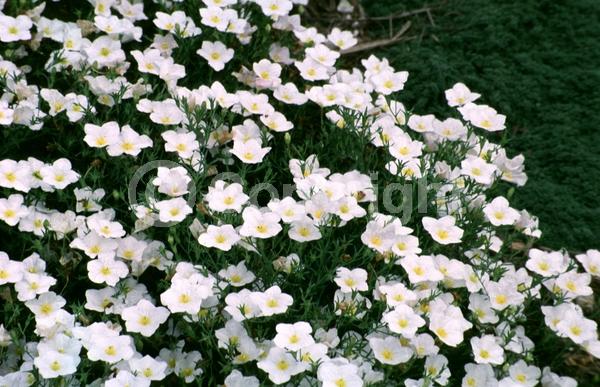 White blooms; North American Native