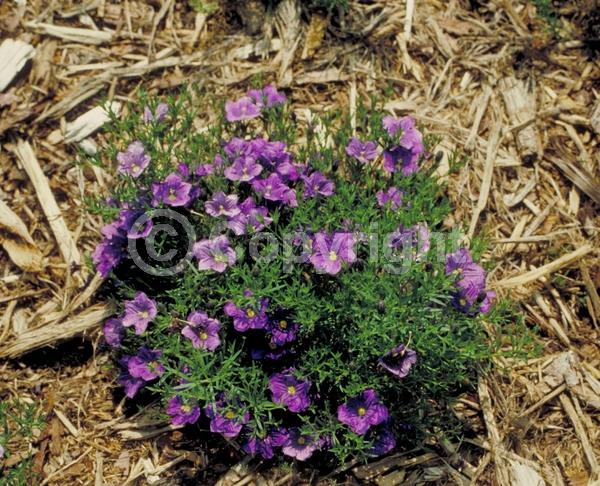 Blue blooms; Purple blooms; White blooms; North American Native