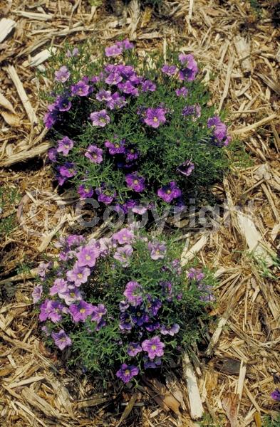 Blue blooms; Purple blooms; White blooms; North American Native