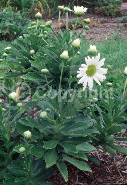 White blooms; Deciduous; Broadleaf