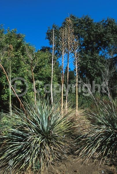 White blooms; Evergreen; North American Native