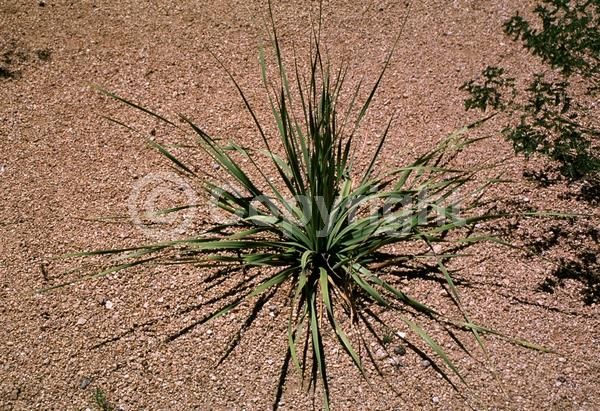 White blooms; Evergreen; North American Native