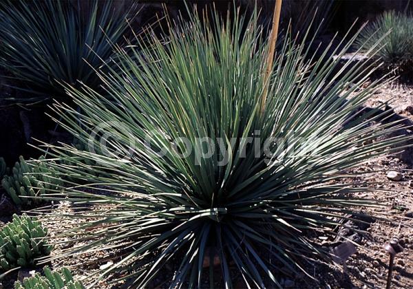 White blooms; Evergreen; North American Native