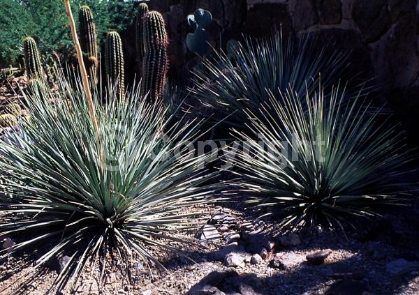 White blooms; Evergreen; North American Native