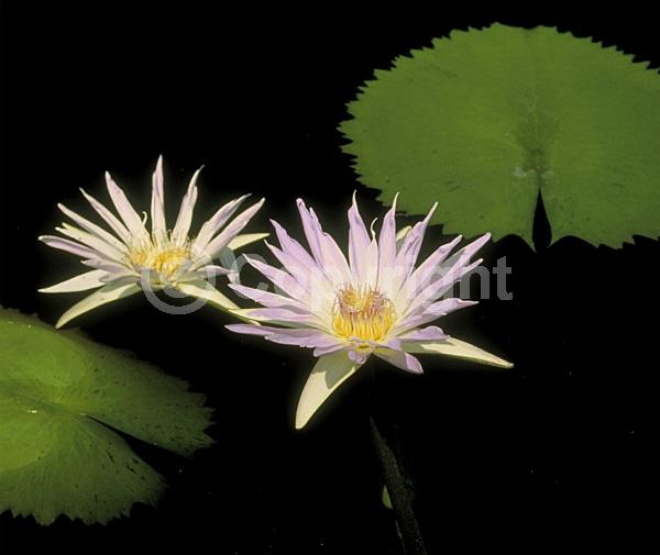 Purple blooms; Deciduous