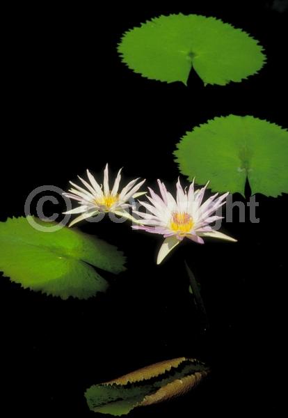 Purple blooms; Deciduous