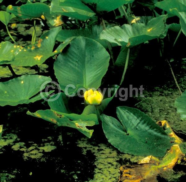 Yellow blooms; Deciduous; North American Native