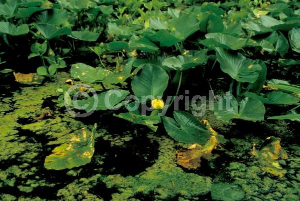 Yellow blooms; Deciduous; North American Native